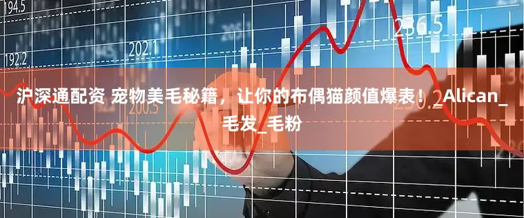 沪深通配资 宠物美毛秘籍，让你的布偶猫颜值爆表！_Alican_毛发_毛粉